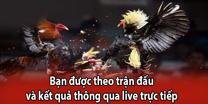 Bạn được theo trận đấu và kết quả thông qua live trực tiếp