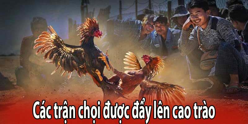 Các trận chọi được đẩy lên cao trào