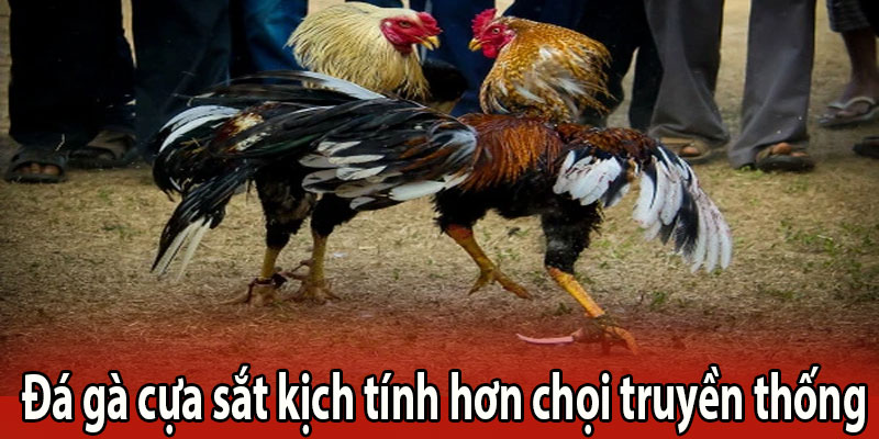 Đá gà cựa sắt kịch tính hơn chọi truyền thống