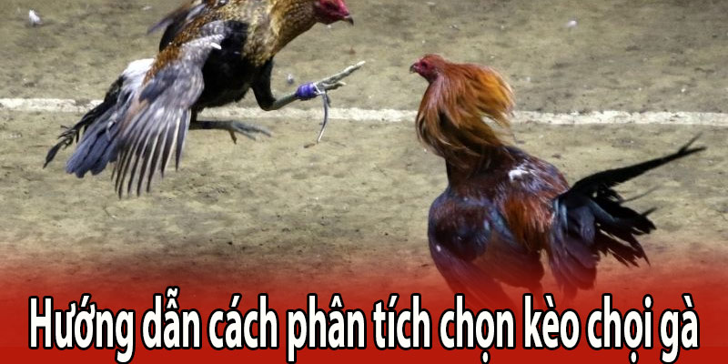 Hướng dẫn cách phân tích chọn kèo chọi gà