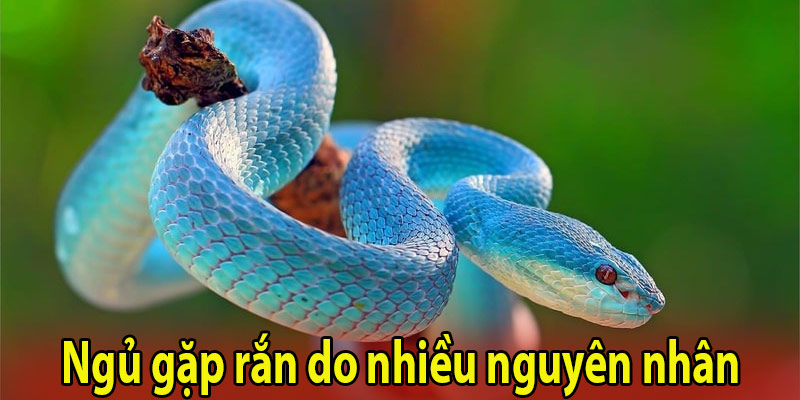 Ngủ gặp rắn do nhiều nguyên nhân