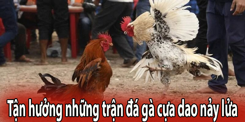 Tận hưởng những trận đá gà cựa dao nảy lửa