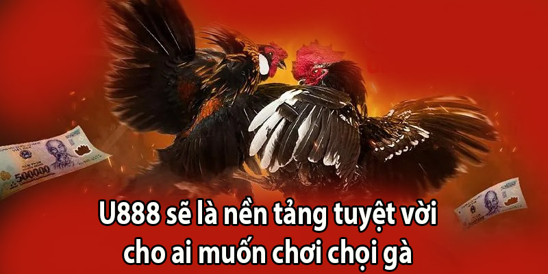 U888 sẽ là nền tảng tuyệt vời cho ai muốn chơi chọi gà