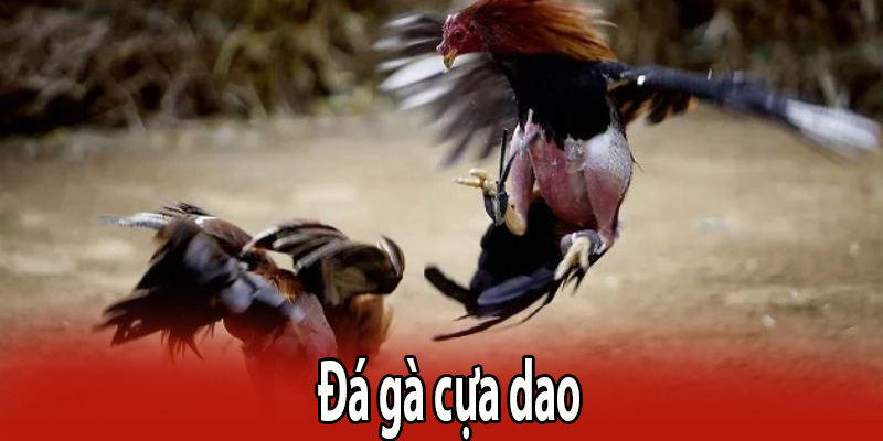 Đá gà cựa dao