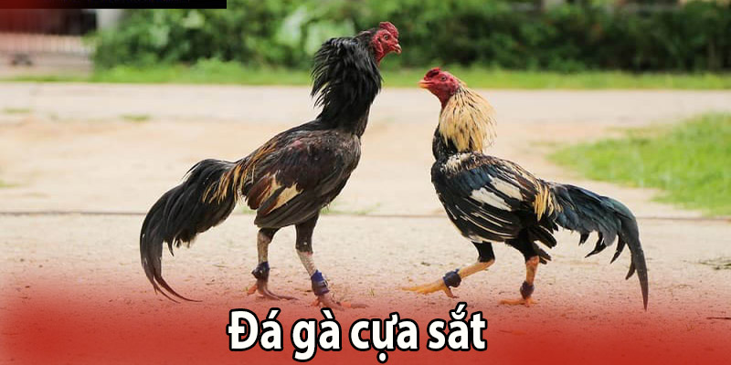 Đá gà cựa sắt